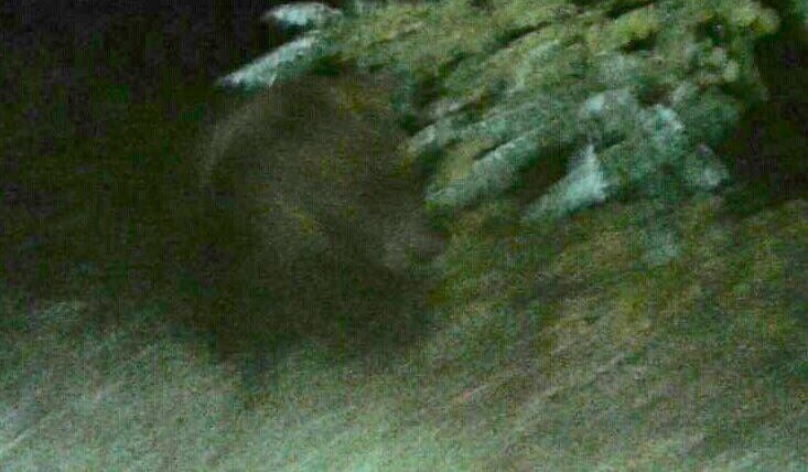 Faccia a faccia con l’orso ad Abbateggio, il racconto del presidente della Provincia