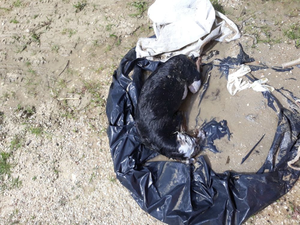 Pineto, rinvenuta carcassa di un cane chiusa in un sacco: scatta la denuncia contro ignoti