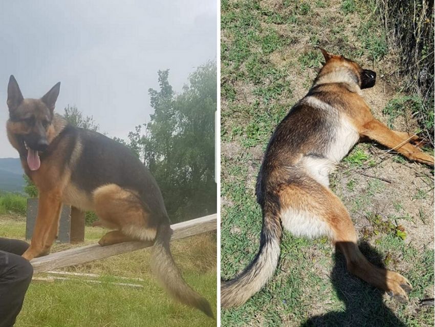 L’Aquila, morto il cane eroe di Amatrice, Norcia e Campotosto: è stato avvelenato