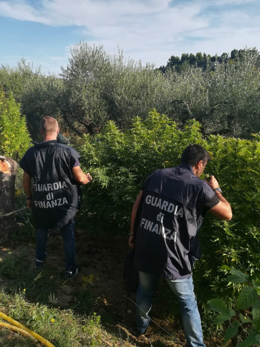 Vasto: piantagione di marijuana e arsenale in casa, arrestato