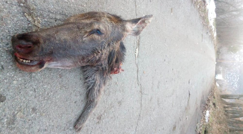 Cervo ucciso dai bracconieri tra Bugnara e Introdacqua. Soa: “Triste realtà dell’Abruzzo”