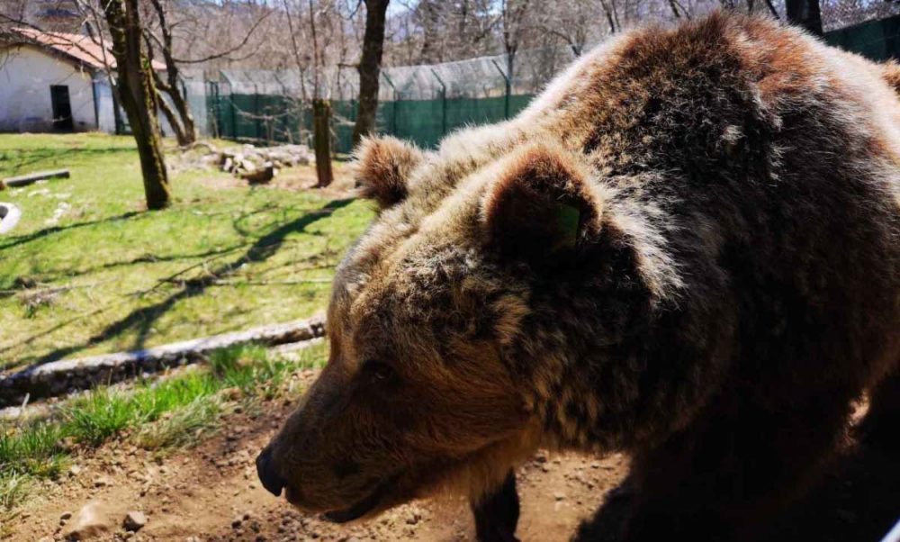 Pescasseroli, è morta all’età di 30 anni l’orsa Yoga